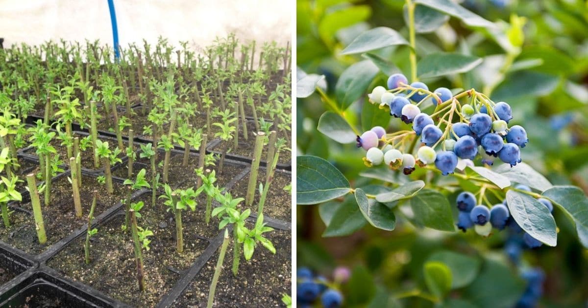 The Secrets to Propagating Blueberry Bushes with Stunning Results