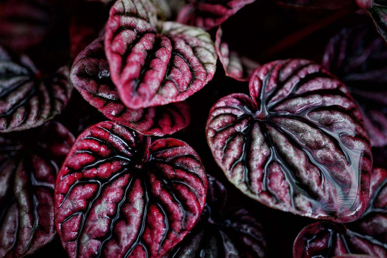 Halloween Houseplants That Add a Frightful Touch to Your Decor