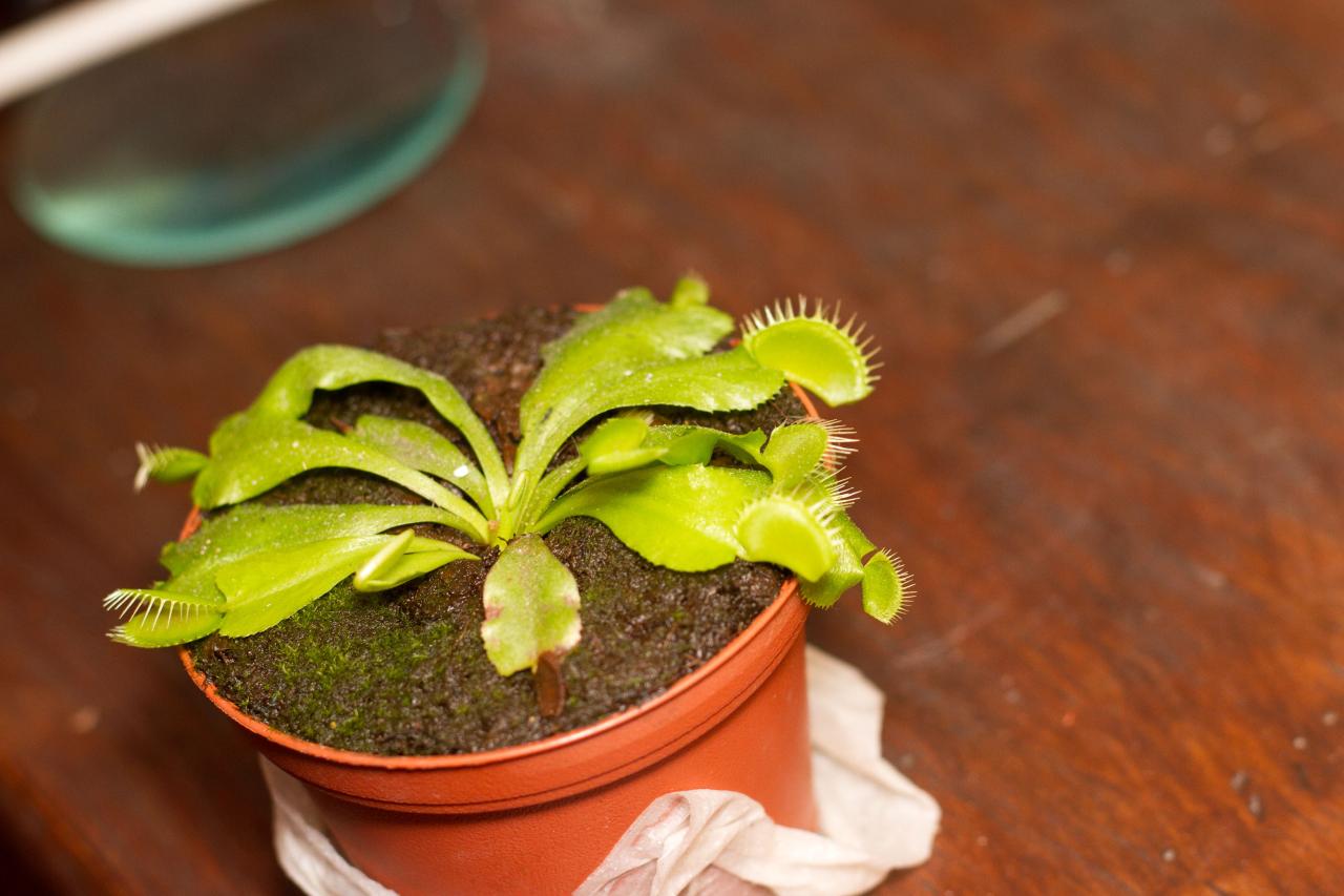 Growing More Venus Fly Traps: Step-by-Step Propagation Tutorial