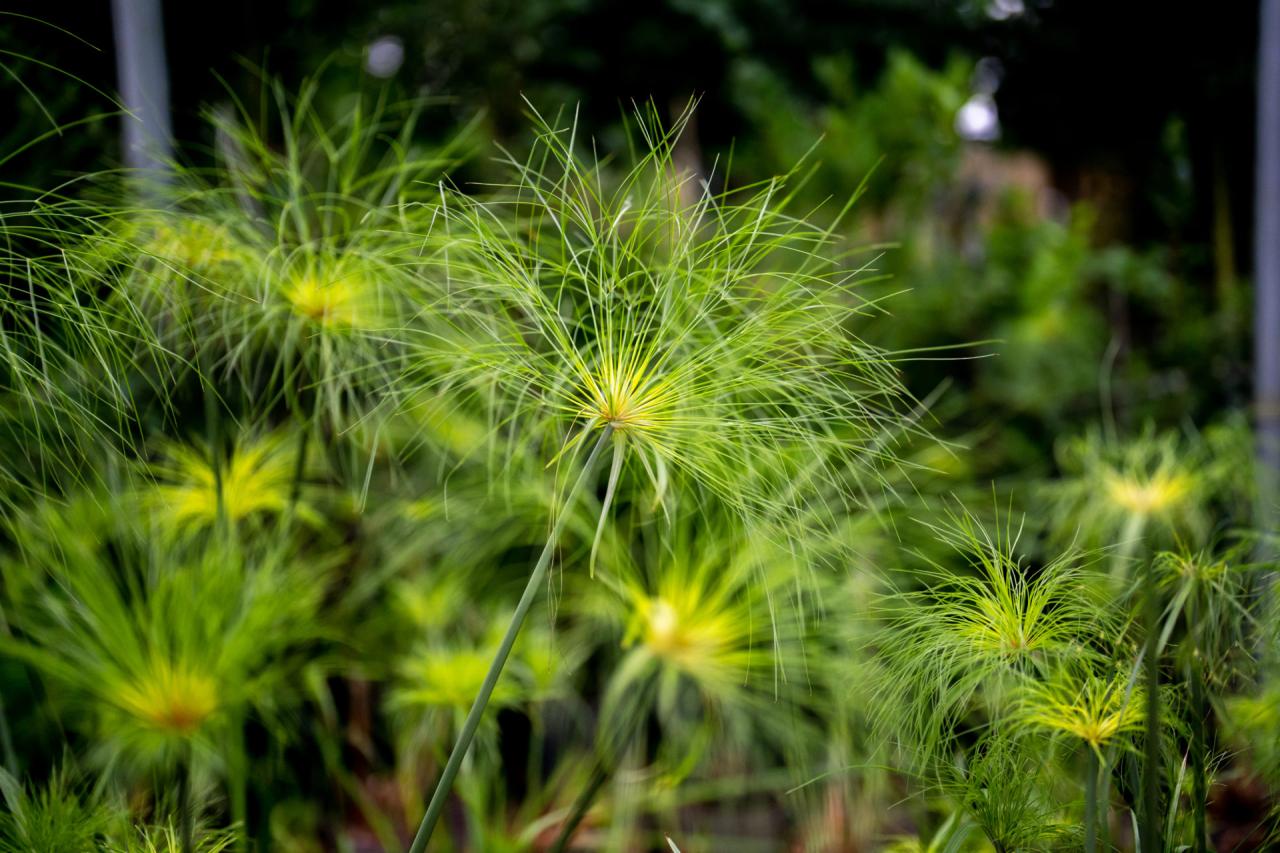 How to Grow Papyrus Plant for a Beautiful and Unique Garden Feature