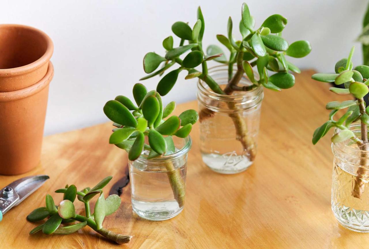 Jade Plant Propagation: From Cuttings to Blooms