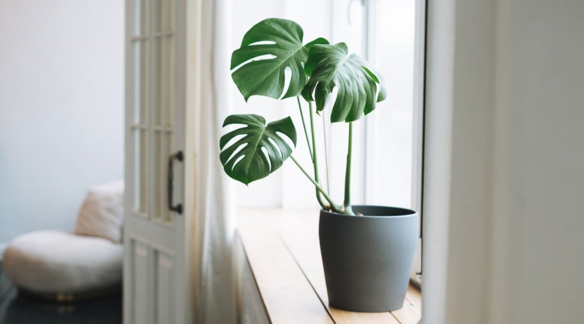 Best Beginner-Friendly Houseplants For A Minimalist Look