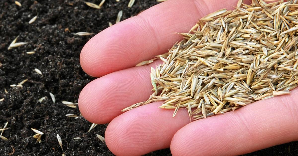 When to Sow Grass Seed in the UK for a Professional-Quality Lawn