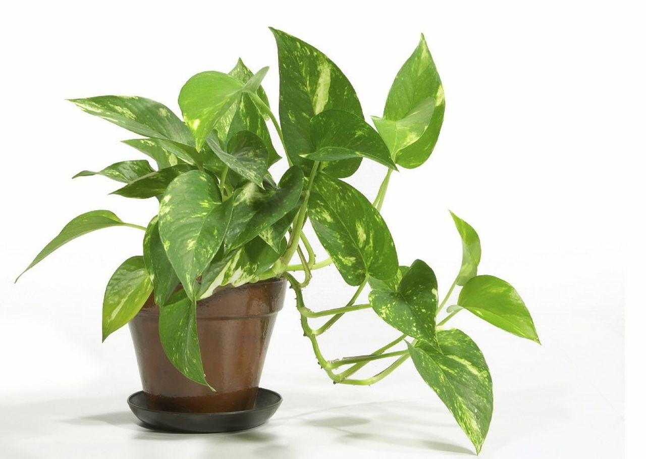 The Most Resilient Common Houseplants for Apartments