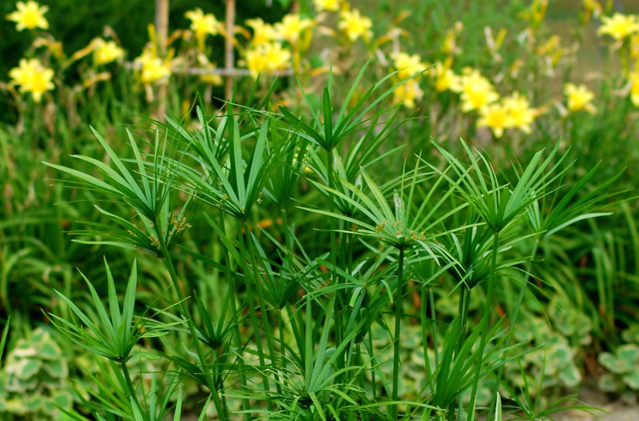 How to Grow Papyrus Plant for a Beautiful and Unique Garden Feature