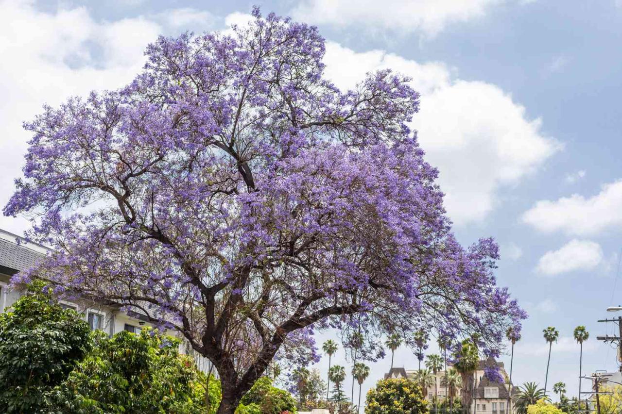 Jacaranda Tree Benefits: Cultivating This Gorgeous Tree