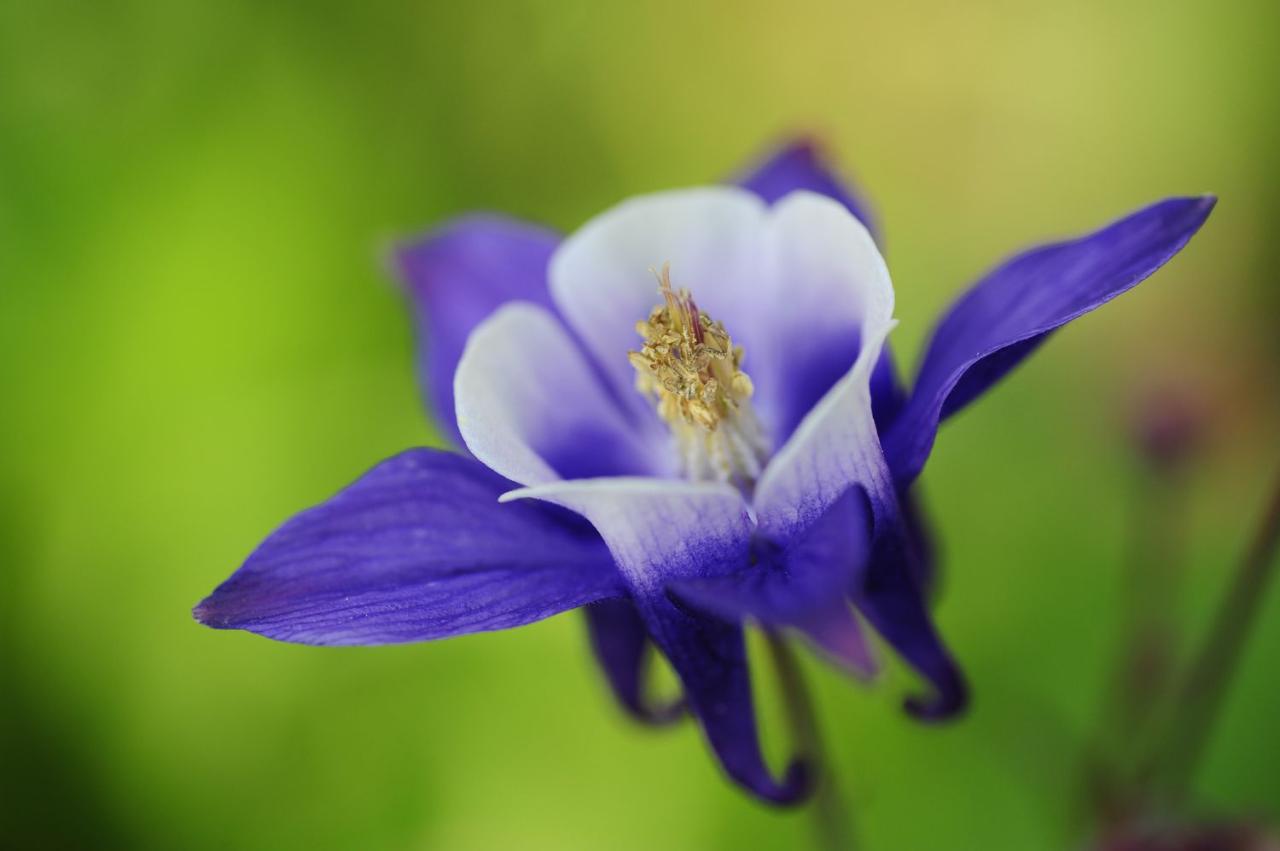 The Ultimate Columbine Plant Care Guide: A Comprehensive Guide to Growing and Maintaining These Beautiful Flowers