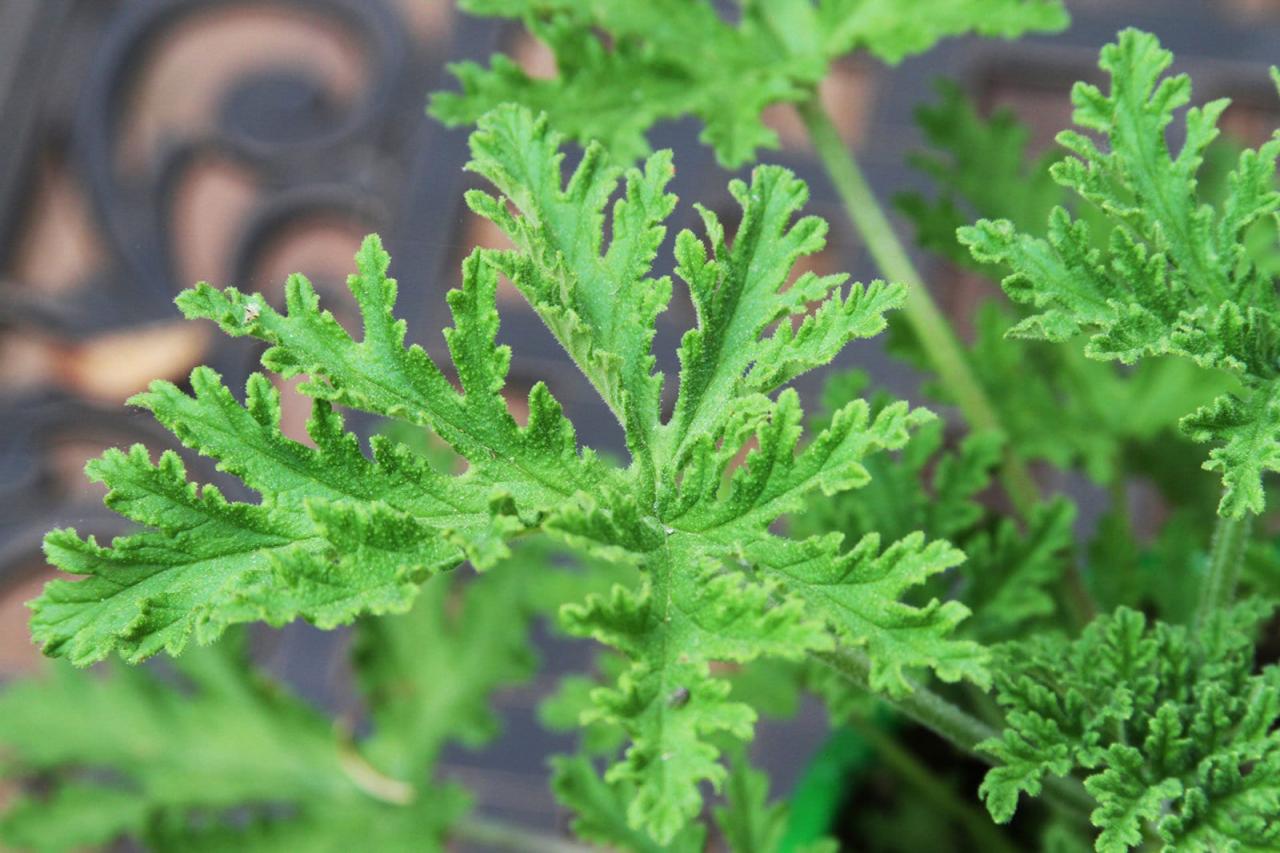 Citronella Plants: A Guide to Mosquito-Free Outdoor Living