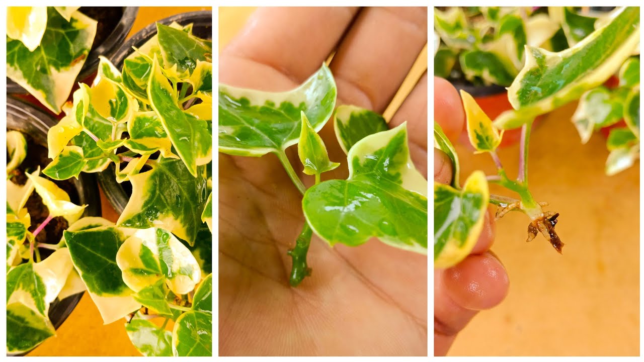 Propagate Ivy Indoors: Create a Lush, Green Haven