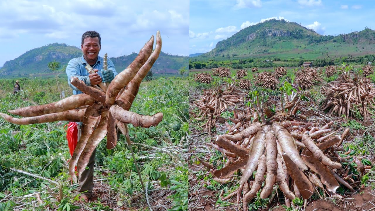 Garden Success with Cassava Leaf: Tips for Lush Plants