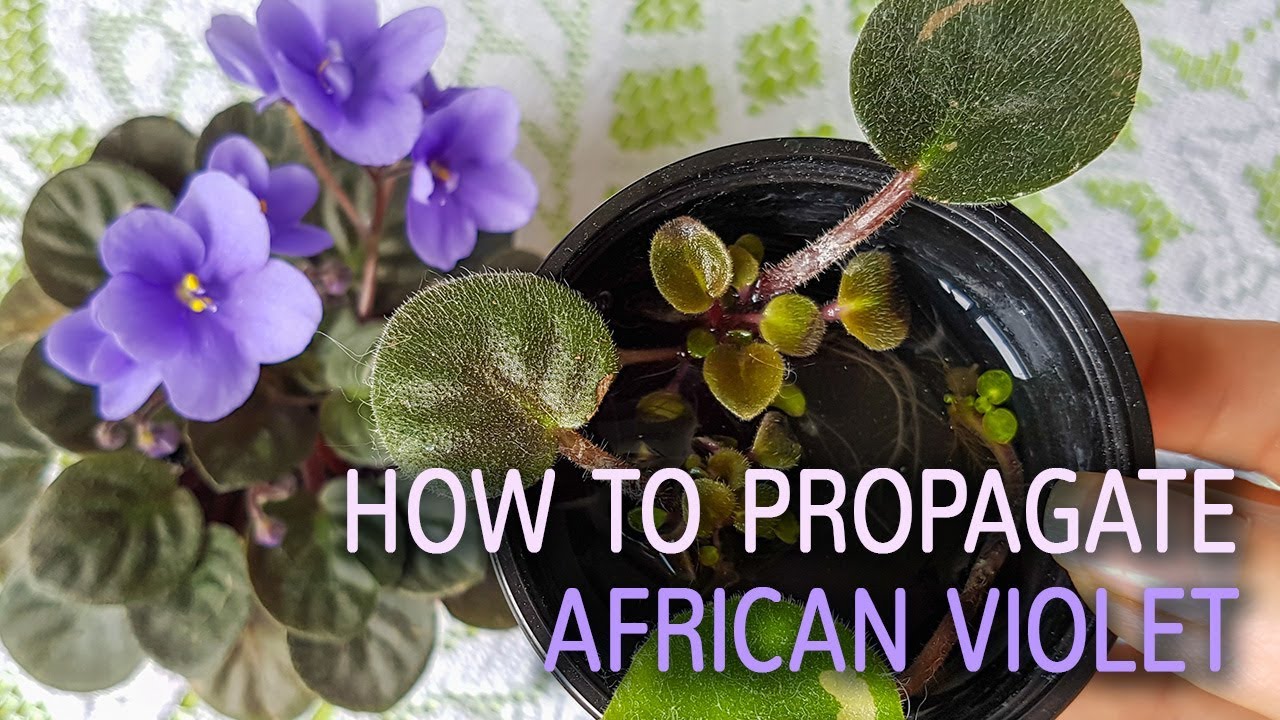 Maximize African Violet Propagation Success