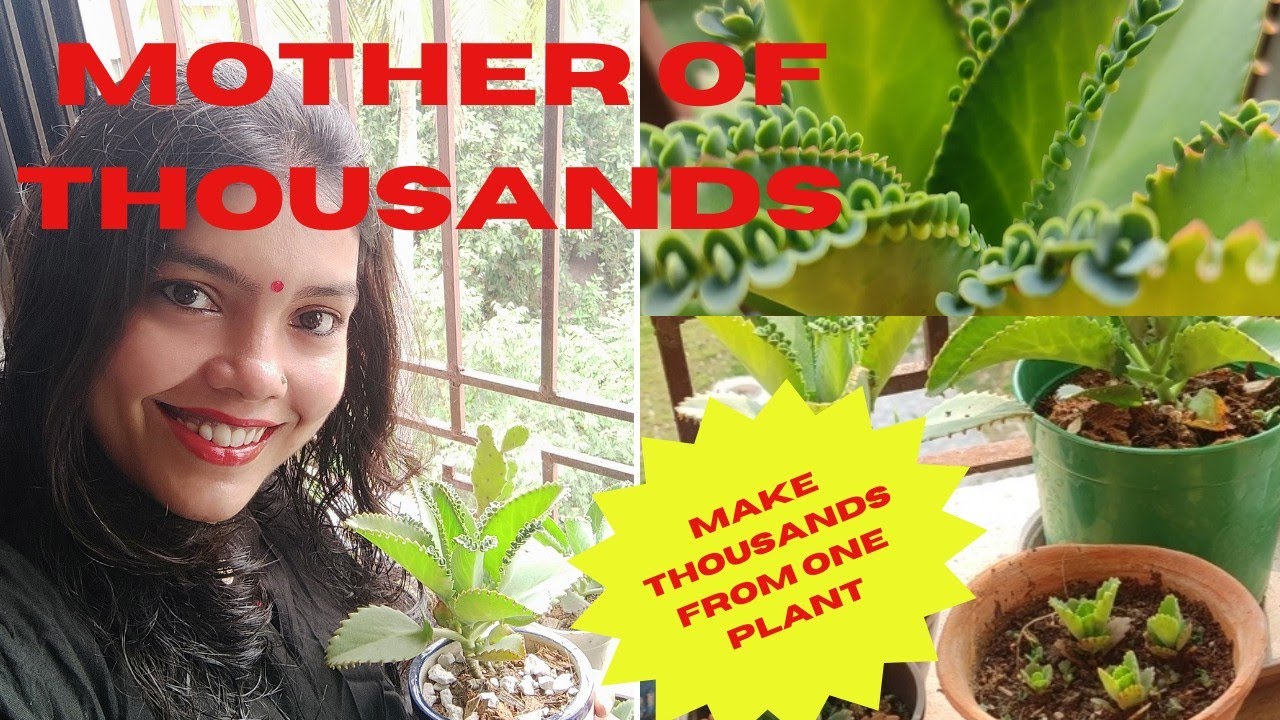 How to Achieve a Thriving Mother of Thousands Garden with These Tips