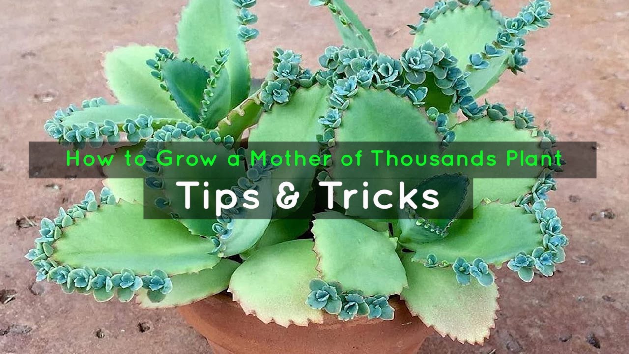 How to Achieve a Thriving Mother of Thousands Garden with These Tips