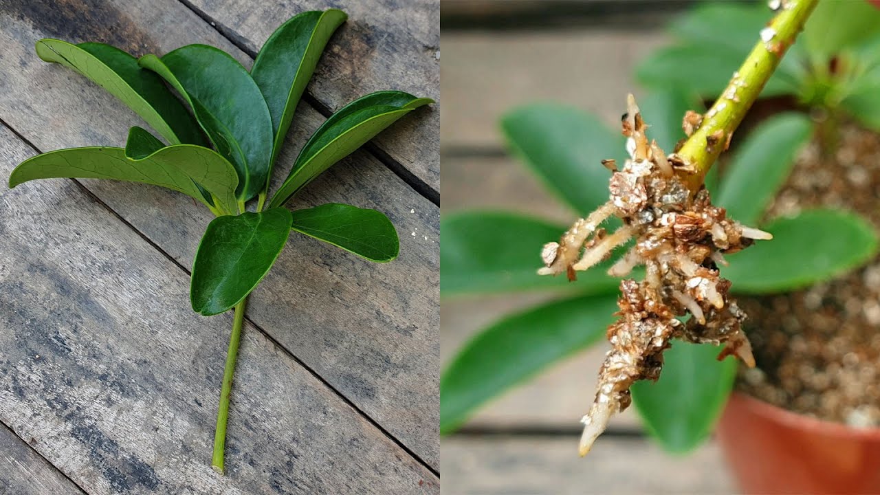 Schefflera propagate cuttings umbrella