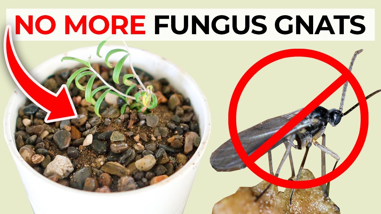 How to Prevent Fungus Gnats from Spreading in Plants