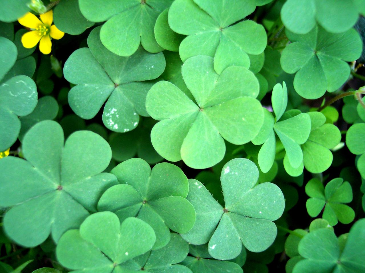 How to Achieve a Thriving Four Leaf Clover Garden for Prosperity