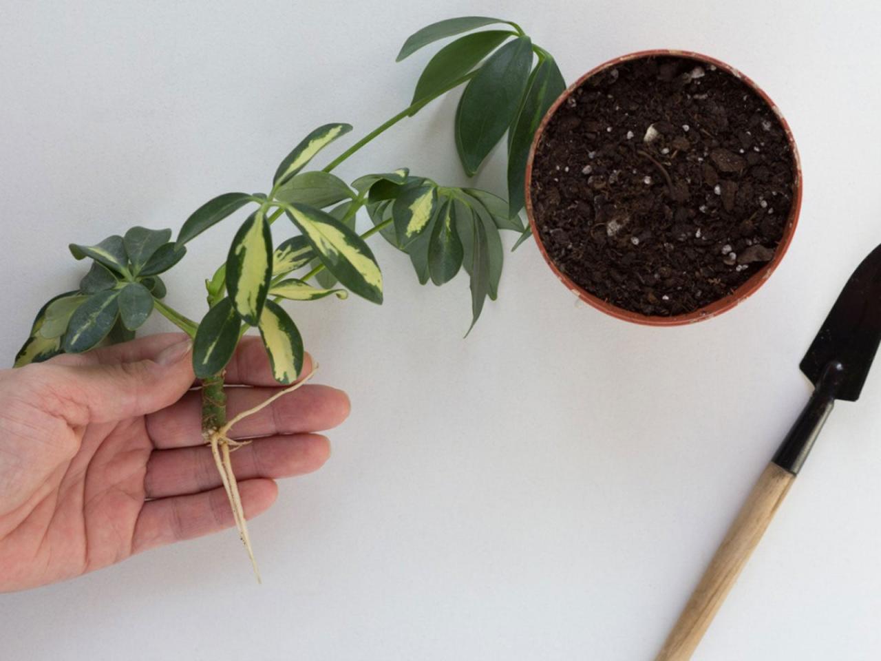 The Best Techniques for Growing New Schefflera Plants from Cuttings